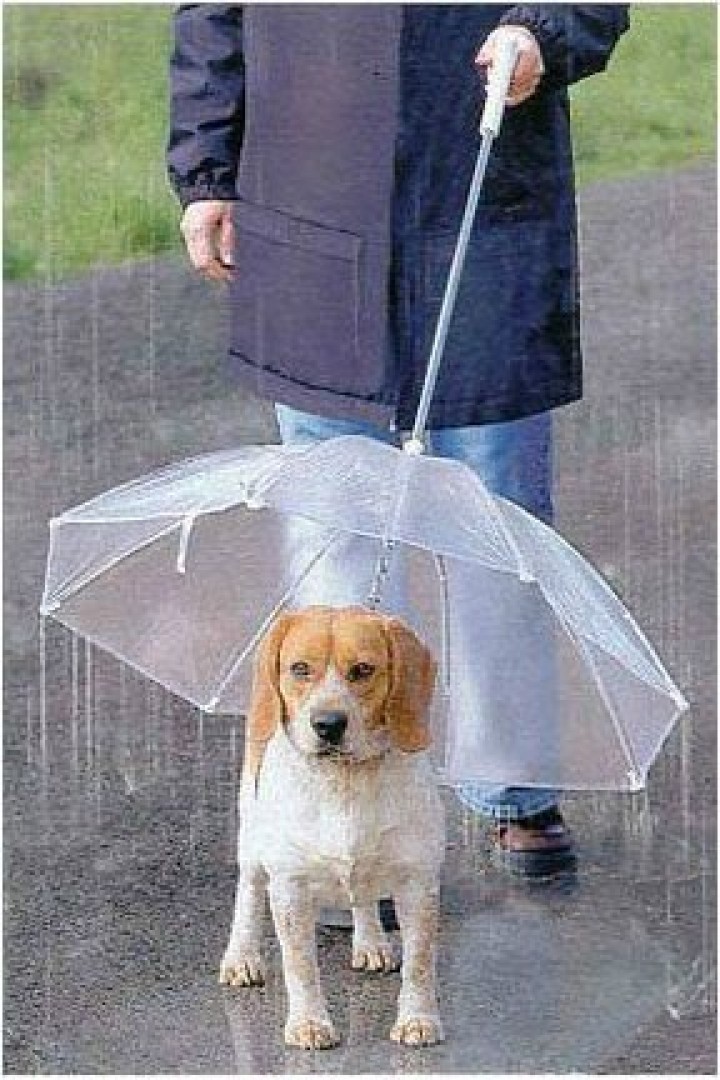 Hunde Regenschirm Darumbinichblank