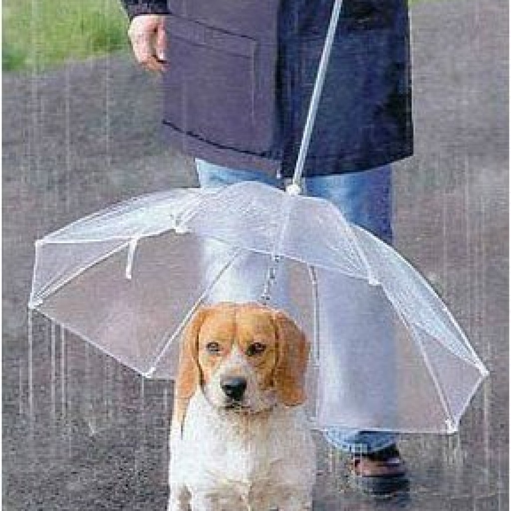 Hunde Regenschirm Darumbinichblank
